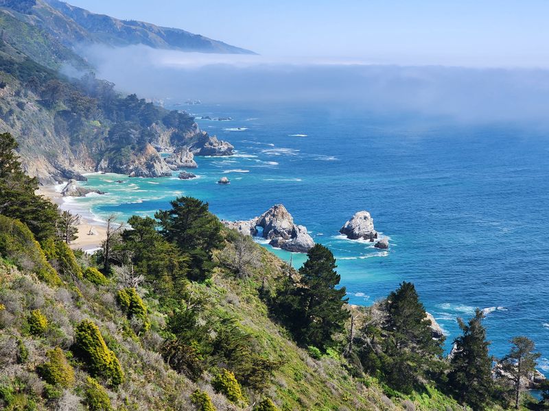 Ancient Redwoods Over 2,500 Years Old