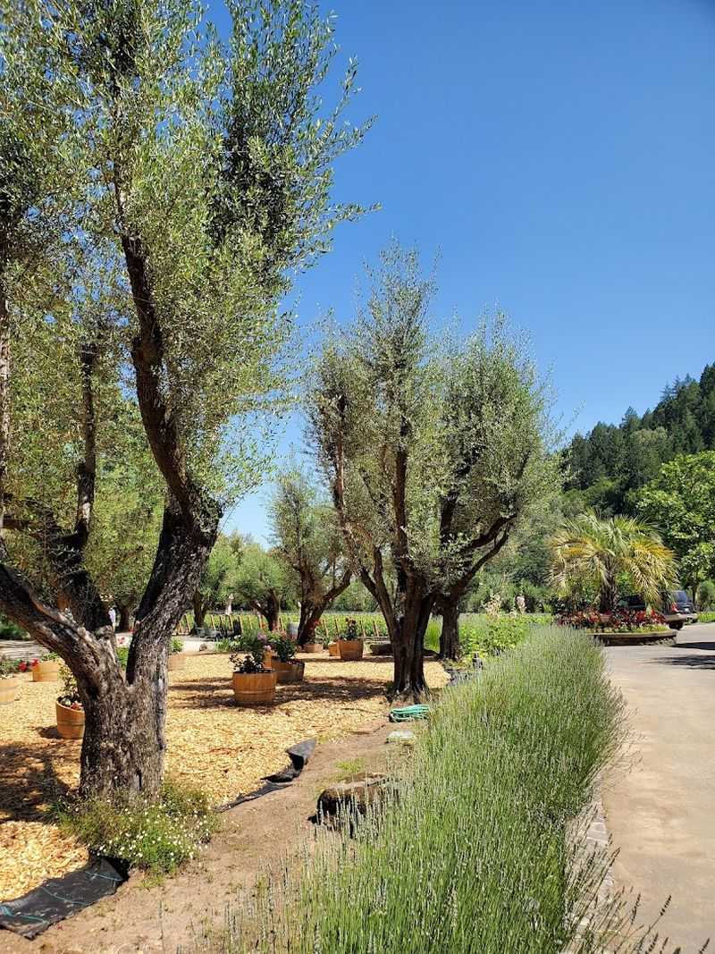 Sonoma County Wine Country