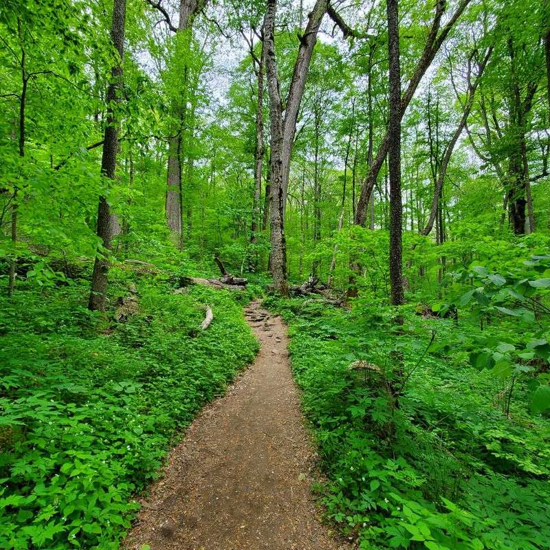 Joyce Kilmer-Slickrock Wilderness Context