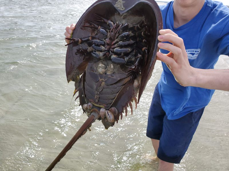 Wildlife Encounters Beyond Birds And Turtles