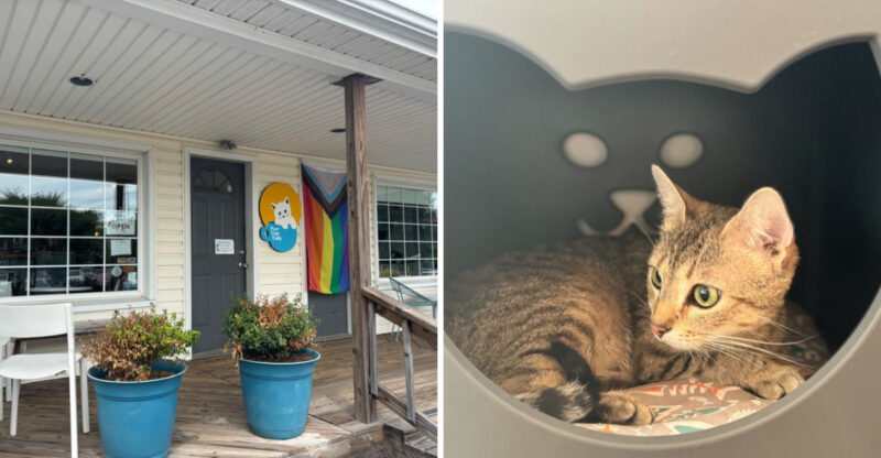North Carolina Cafe Where Rescue Cats And Coffee Make The Perfect Pair