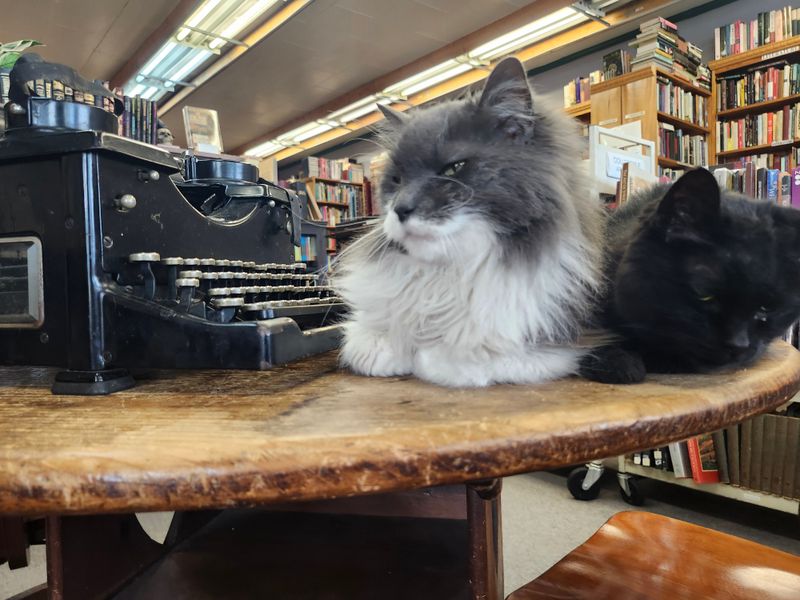 Family-Friendly Atmosphere