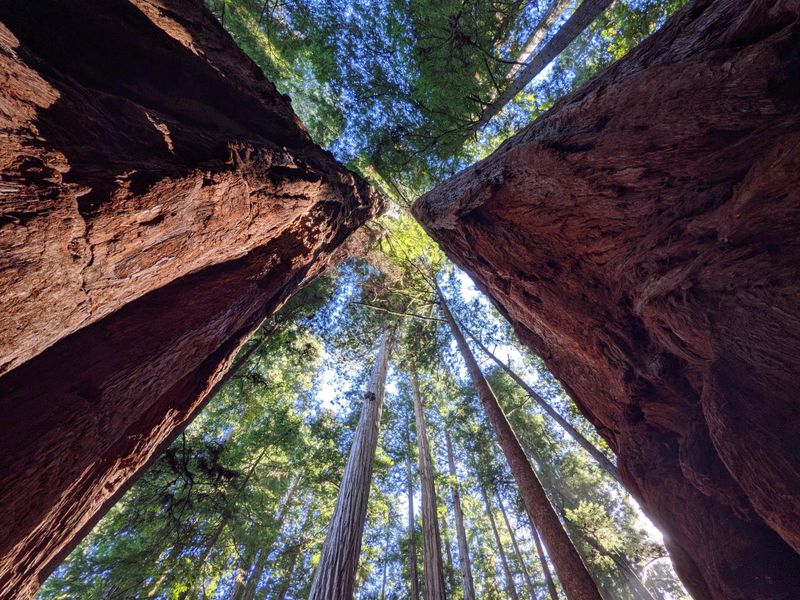 Ecological Importance