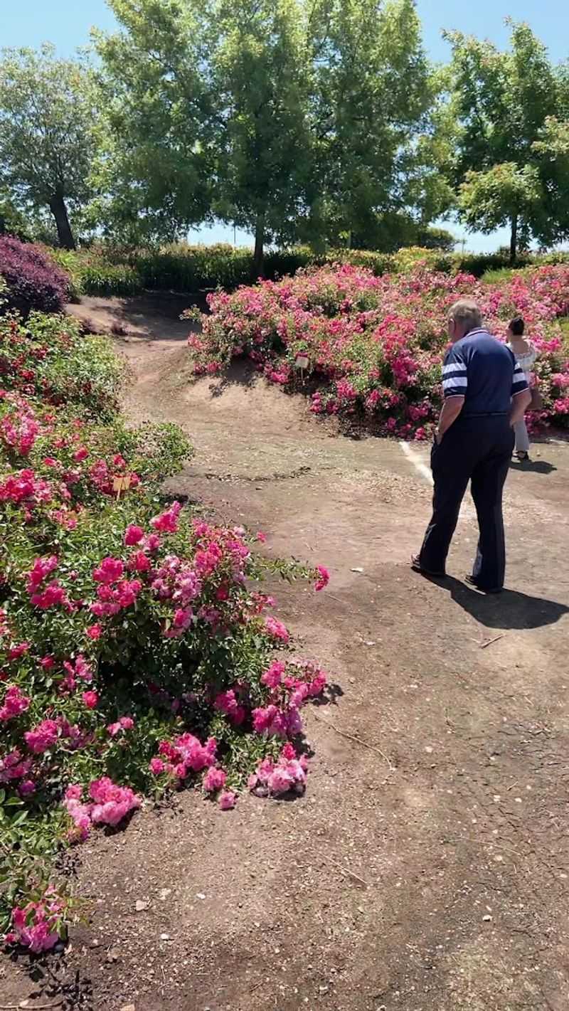 Designated American Hemerocallis Society Display Garden
