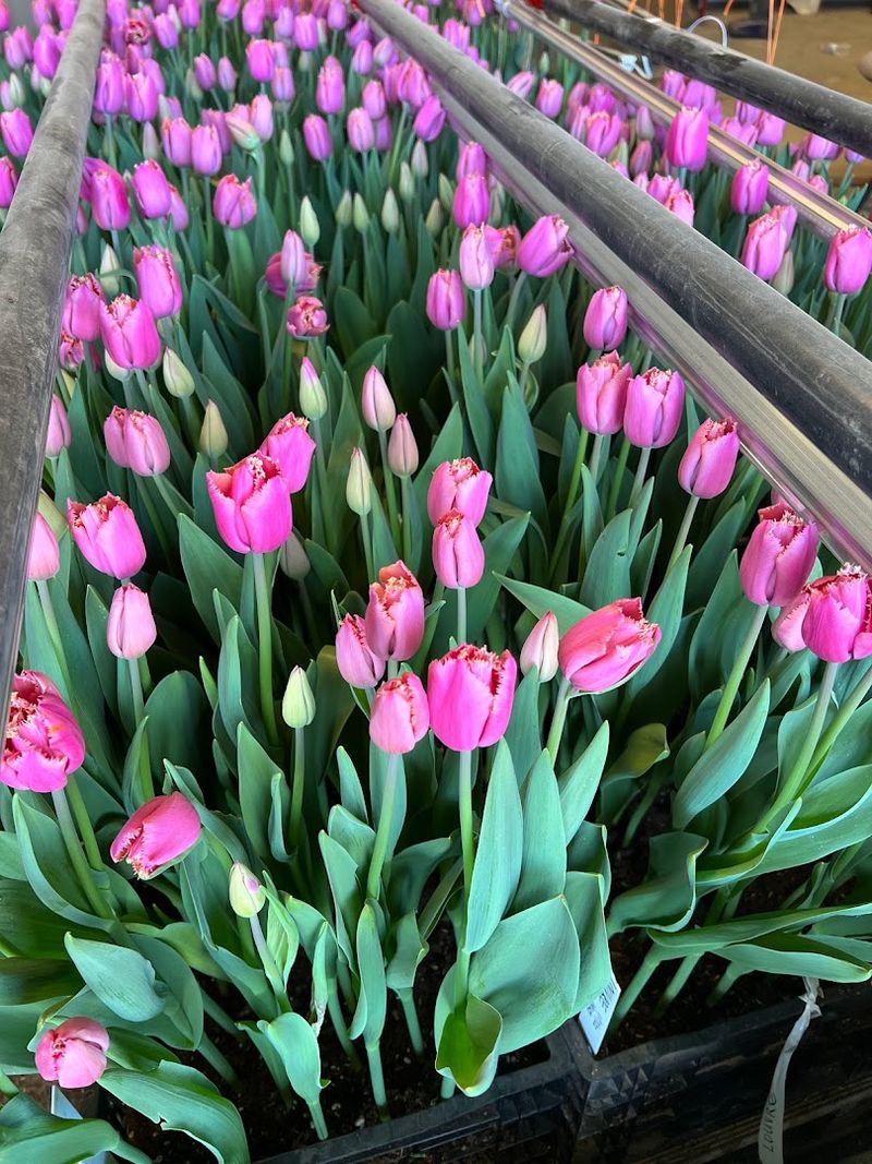 This California Flower Farm Reopens In February And It Is Pure Bloom Overload - Decor Hint Sustainable Growing Practices And Water Management