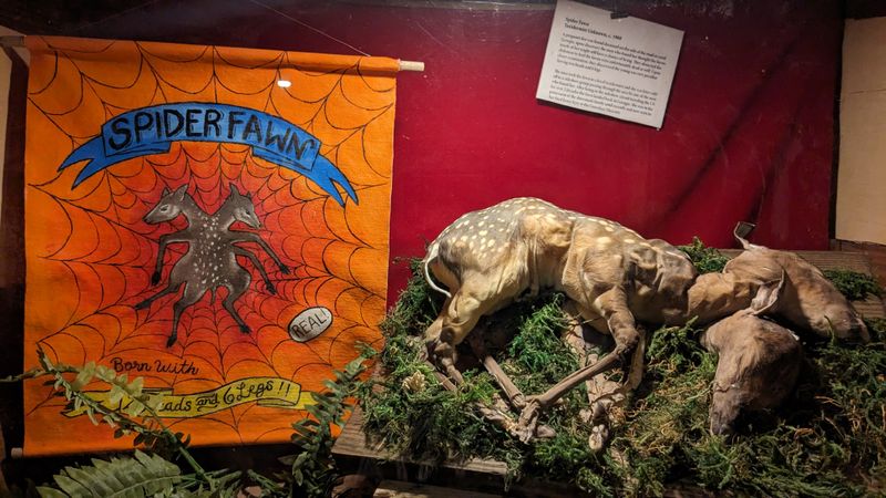 Taxidermy Oddities Collection