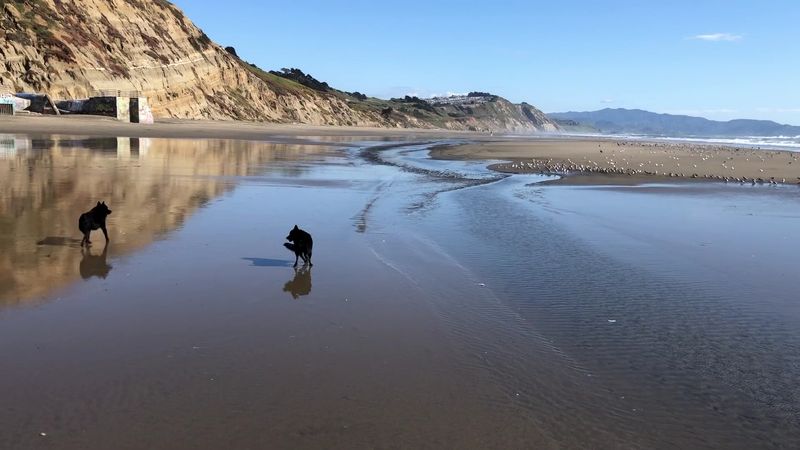 14 Unforgettable Dog Beaches In California That Will Make Your Pup Happier Than Ever - Decor Hint Fort Funston