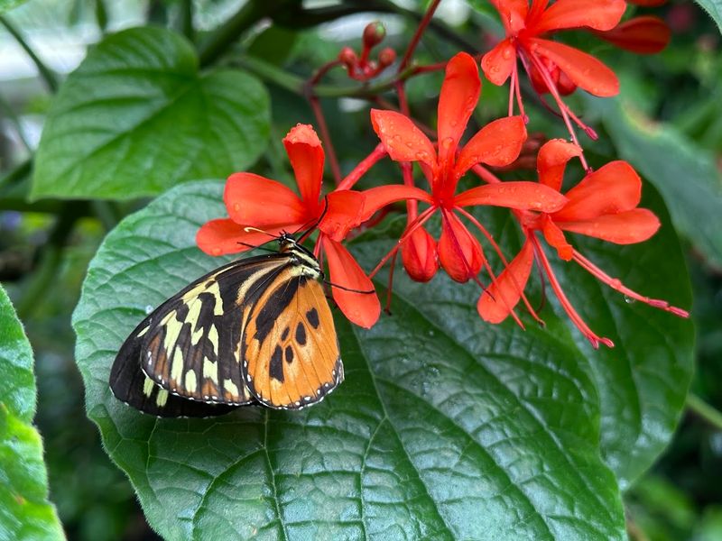 Conservation Efforts Support Sustainable Butterfly Farming