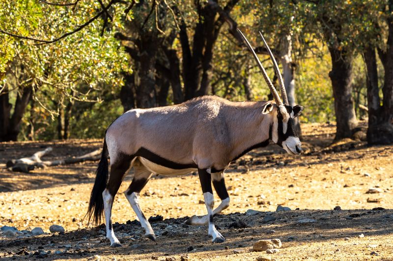 Breeding Programs Support Species Extinct In The Wild