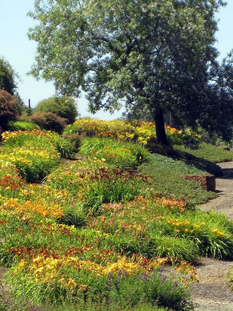 Picnic Tables Under 300-Year-Old Heritage Oak Trees