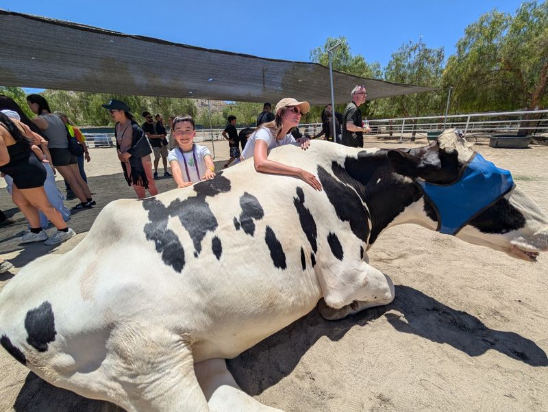 Cow Hug Therapy Offers Unique Healing Experience
