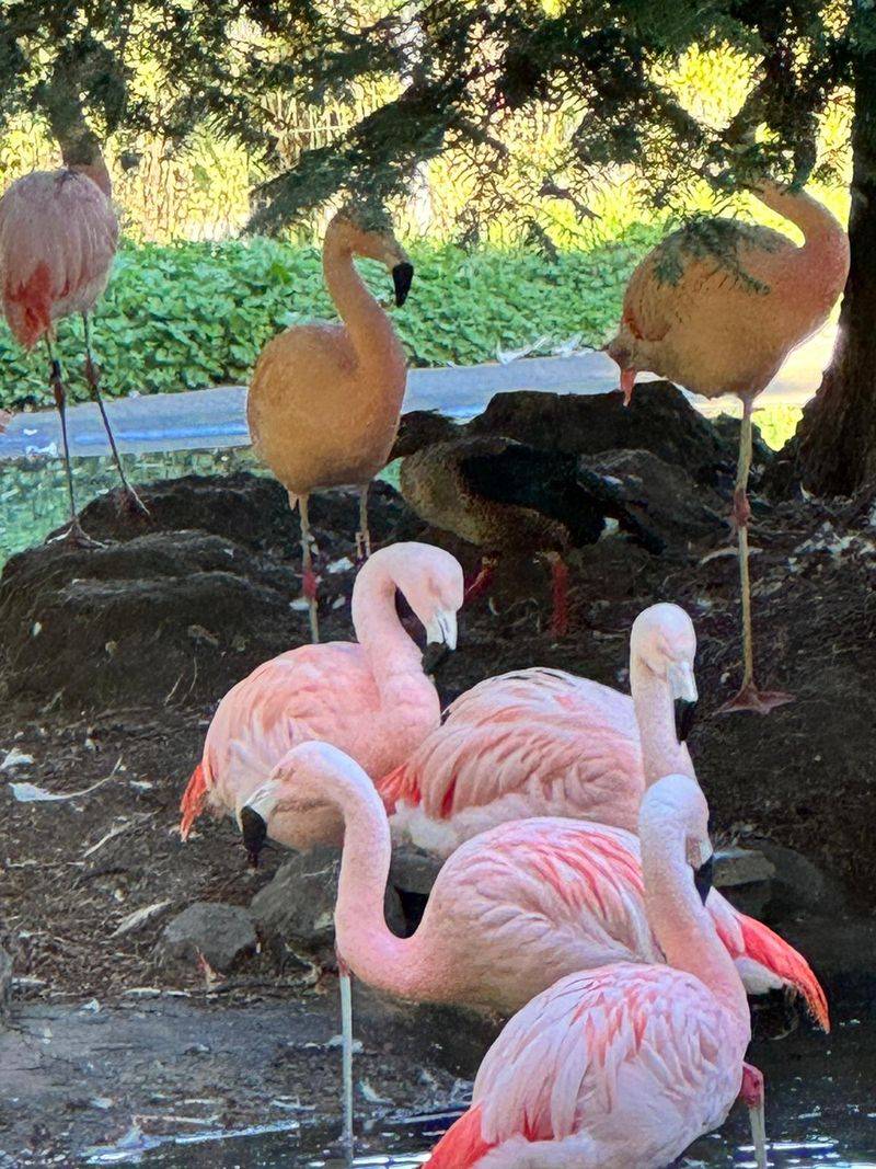 This California Sky Walk Lets You Stroll High Above Towering Redwoods On Valentine's Day - Decor Hint Admission Included with Zoo Entry