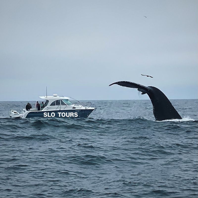 Peak Whale Watching: July Through October