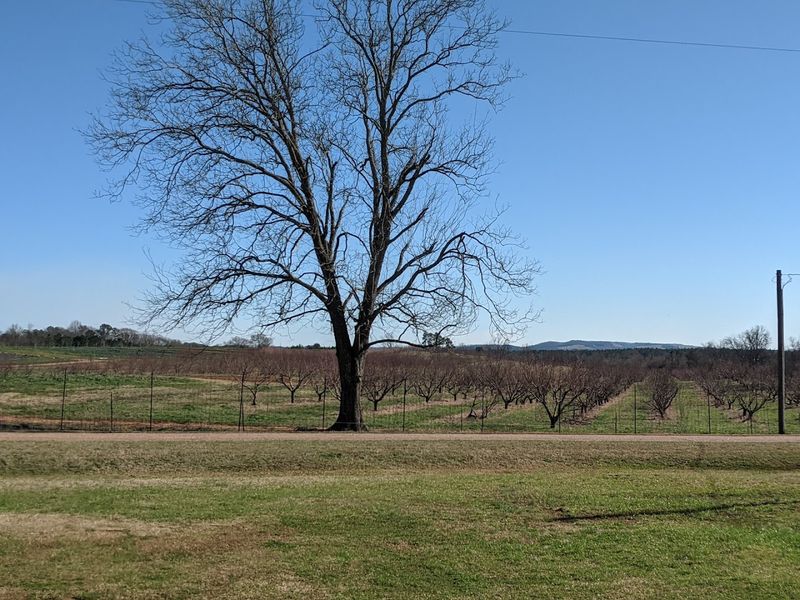 The Search for Georgia's Best Peach Ice Cream Might Just End At This Roadside Shed - Decor Hint Creating Summer Traditions Worth Repeating
