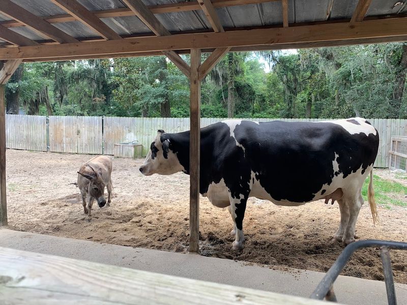 This Savannah Georgia Destination Features A Historic Building Used In Hollywood Movies And Has A Wolf Wilderness Exhibit - Decor Hint Active Conservation And Wildlife Education Mission