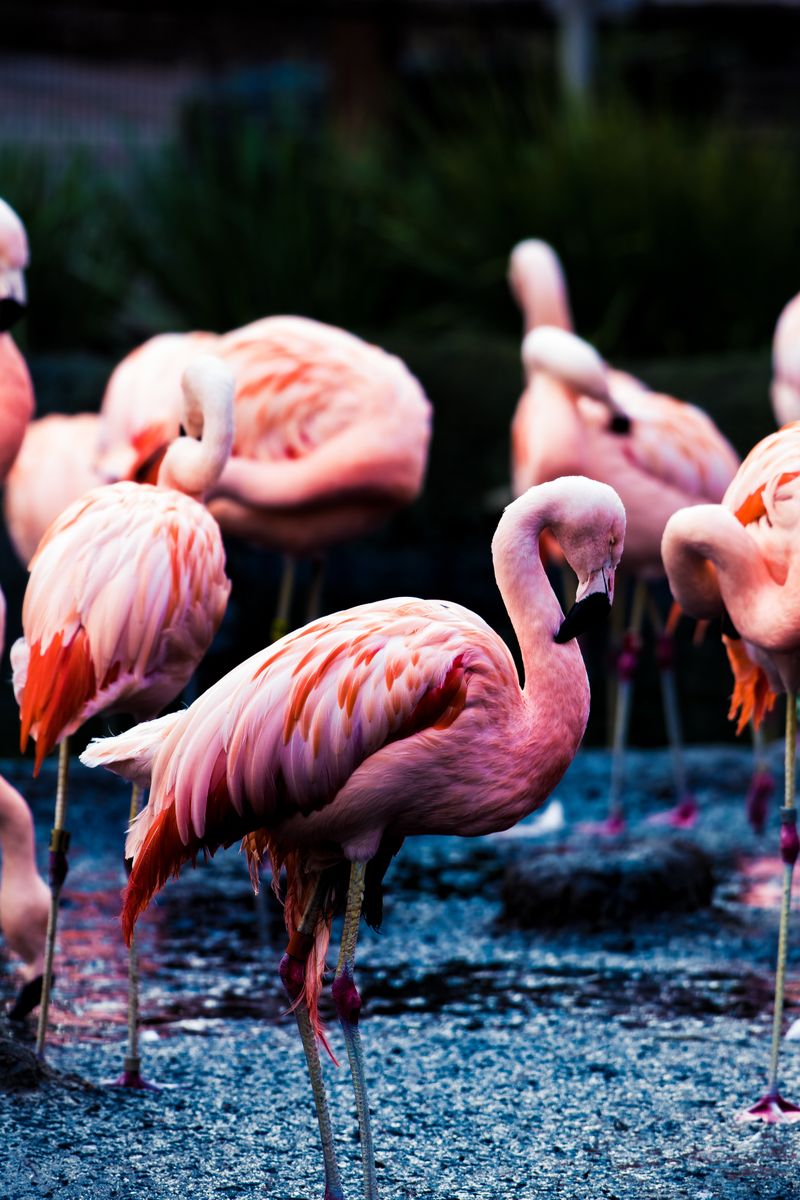 Valentine's Day Provides Unique Romantic Wildlife Encounters