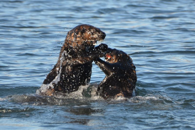 Southern Sea Otters Thrive In Record Numbers