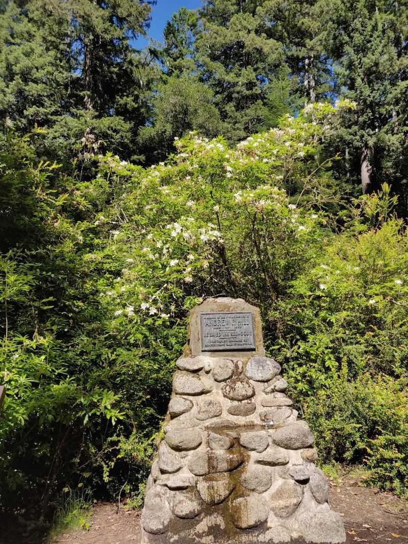 California's Oldest State Park Is Filled With Redwoods That Are Over 1,000 Years Old - Decor Hint Remarkable Recovery After 2020 Wildfire Devastation