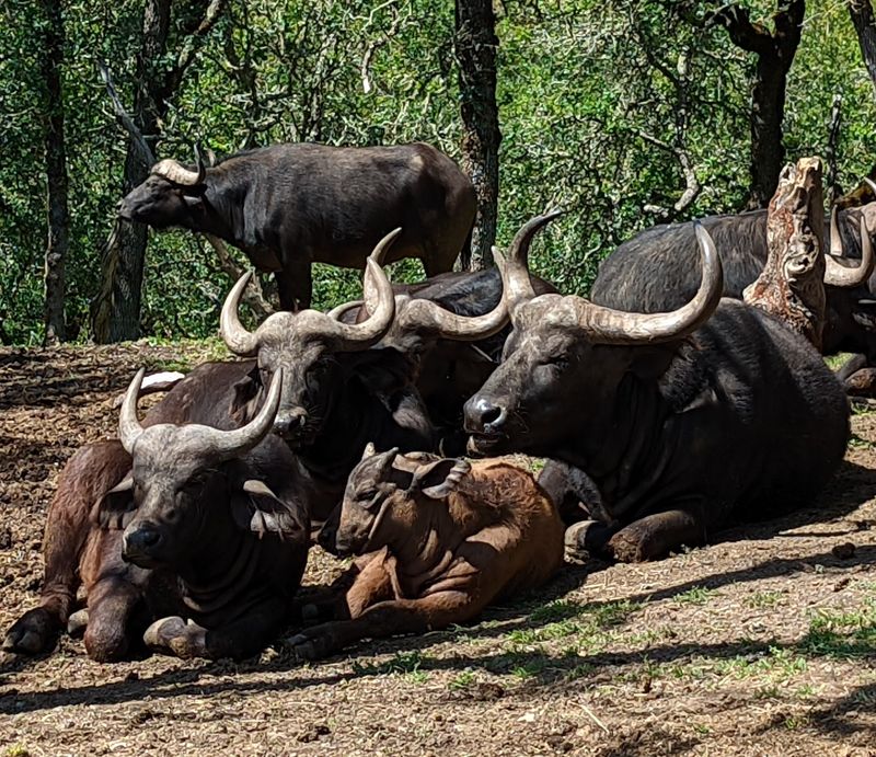Behind-The-Scenes Tours Offer Closer Animal Encounters