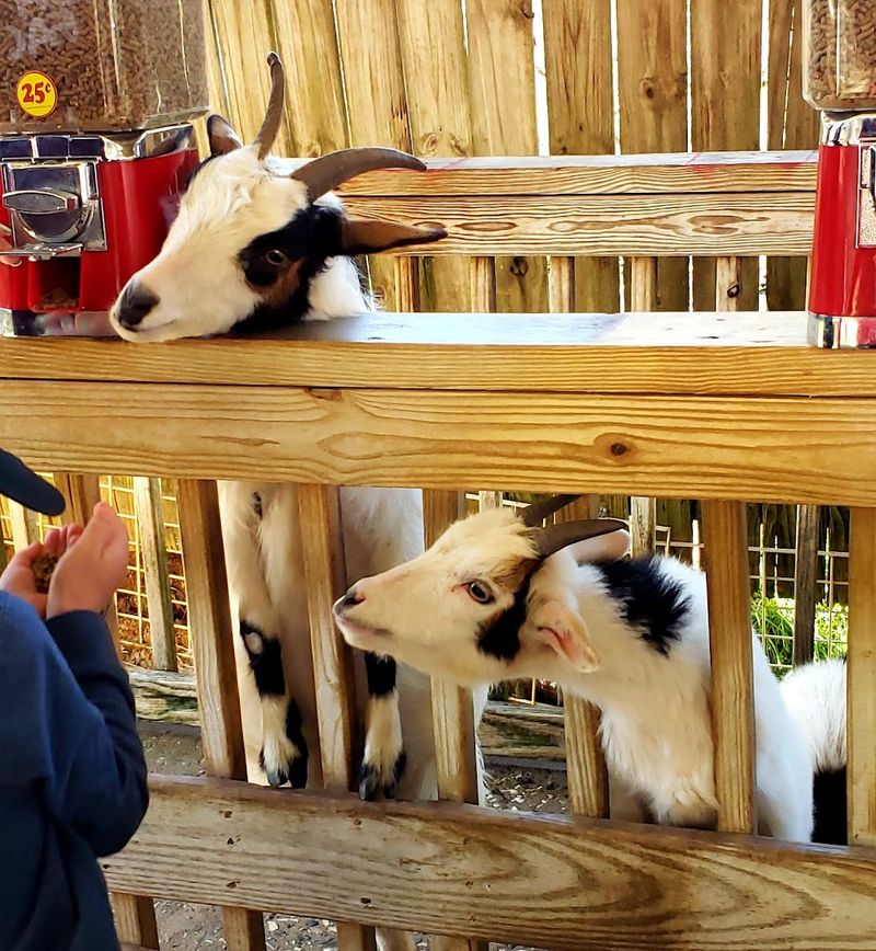 Meet Bears Up Close In North Carolina This Weekend - Decor Hint Goat Petting Area Included