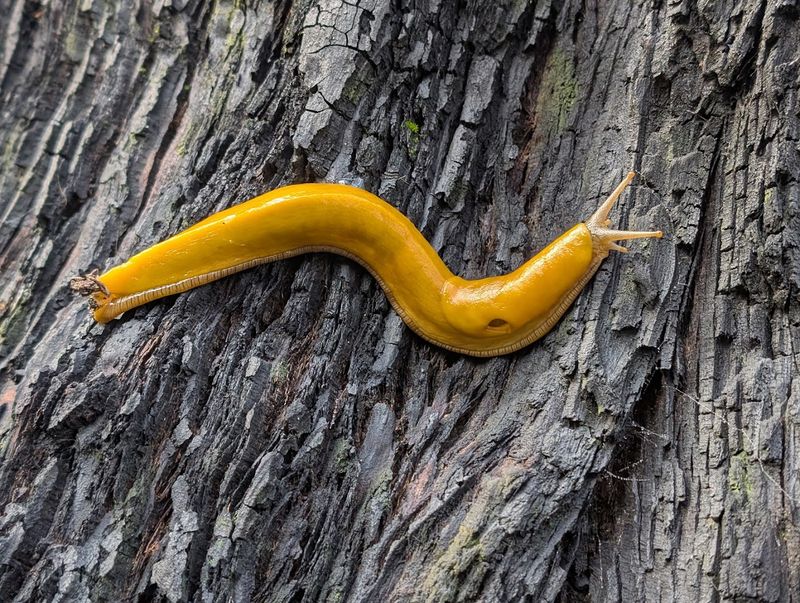 California's Oldest State Park Is Filled With Redwoods That Are Over 1,000 Years Old - Decor Hint Rich Biodiversity Across Multiple Habitat Types