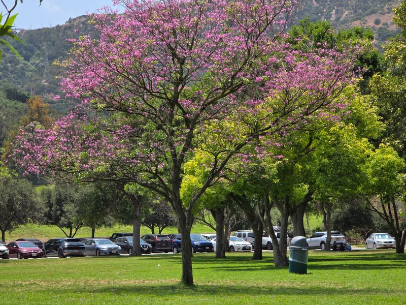 Shaded Picnic Groves