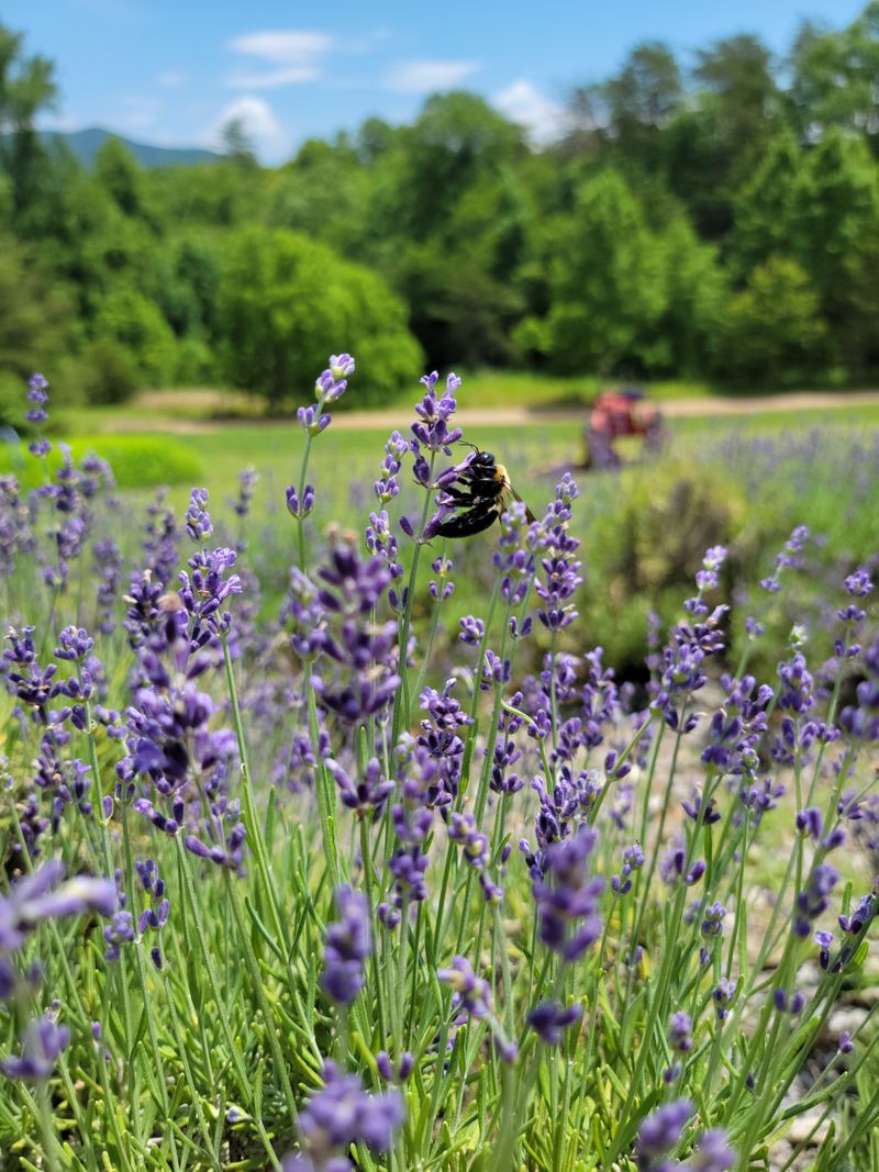 Support For Local Agriculture
