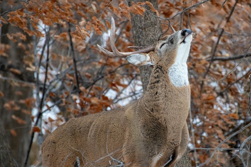 White-Tailed Deer Now Wander This Georgia Park Where Civil War Battles Were Once Held - Decor Hint White-Tailed Deer and Wildlife Watching