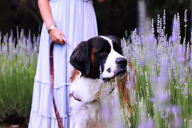 Photography Sessions Among The Purple Rows