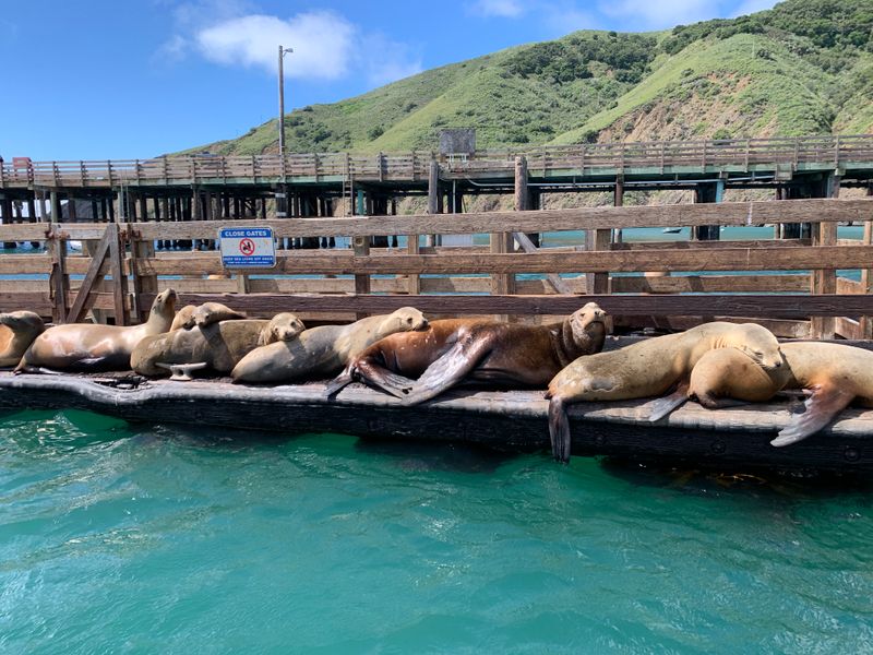 Year-Round Sea Lion Colonies