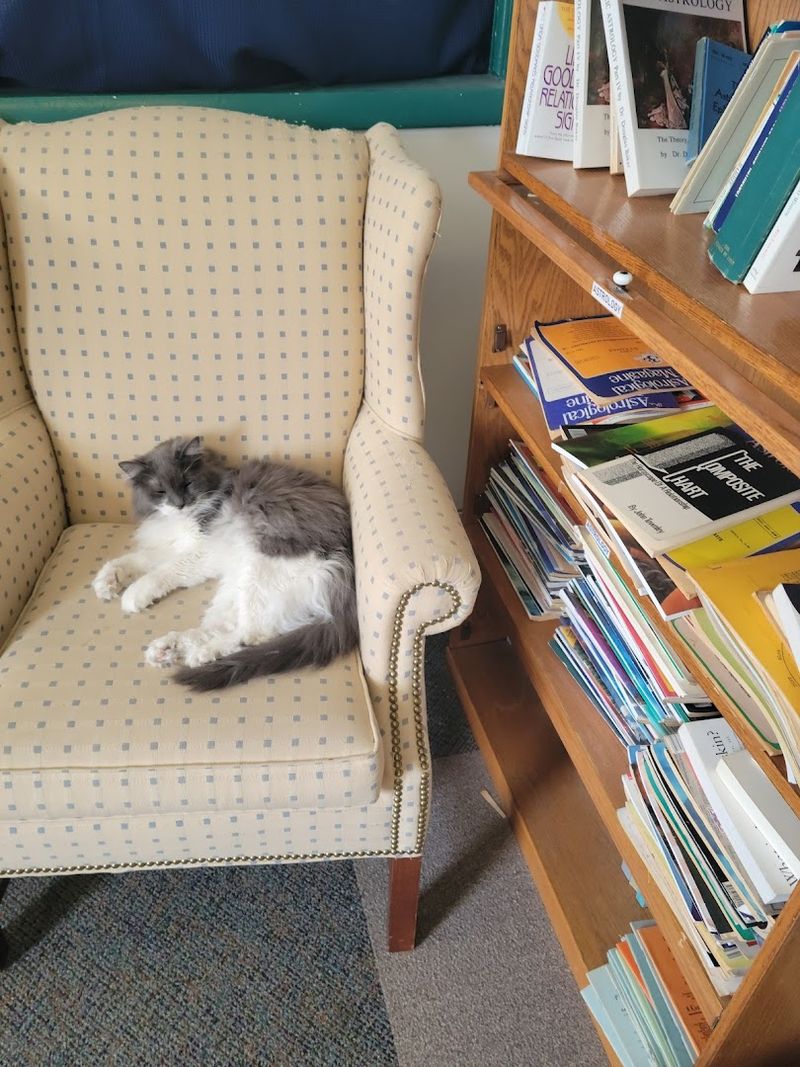 This Atlanta Georgia Bookstore Has 80,000 Books Secret Basement Treasures And Hollywood-Famous Cats - Decor Hint Cozy Reading Nooks Throughout the Store