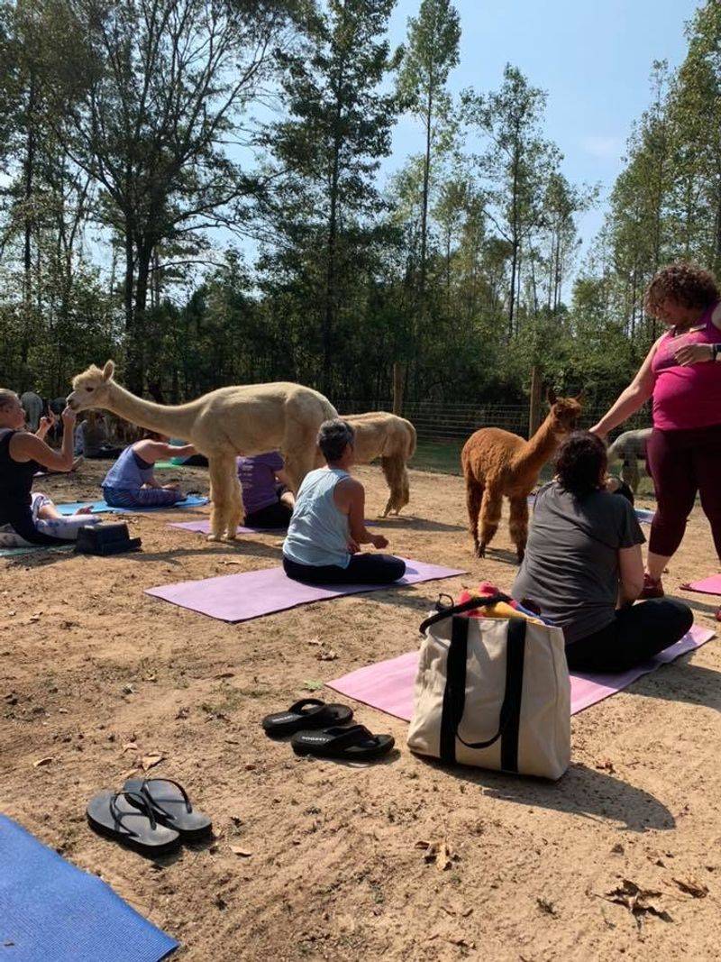 These Up-Close Alpaca Moments Make L & R Alpaca Haven Farm Georgia Worth The Trip - Decor Hint Creative Workshops That Go Way Beyond the Barn