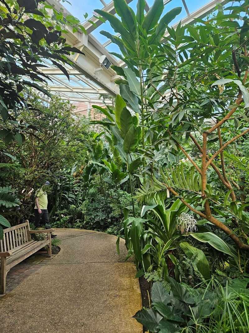 Birds Share The Conservatory Space With Butterflies