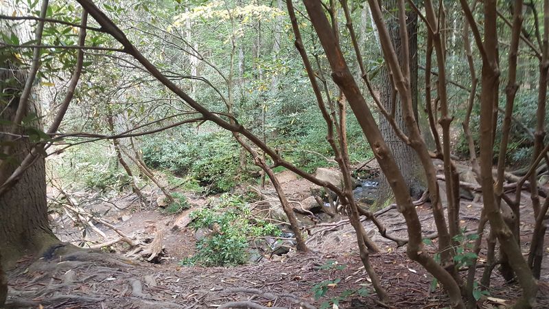 This Is Where You'll Find Georgia's Longest Swinging Bridge Hanging Suspended Over A Pristine River - Decor Hint Wildlife Watching in a Quiet Corner of Georgia