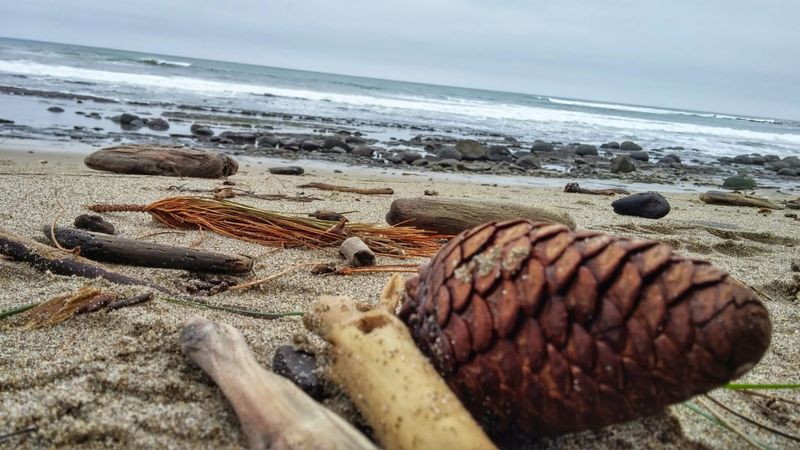 This California Bowling Ball-Filled Beach In Mendocino Feels Otherworldly - Decor Hint Wildlife And Tide Pool Discoveries