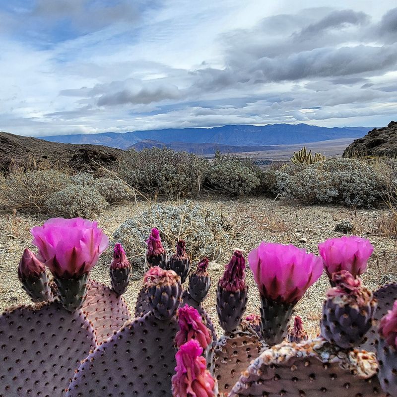 Additional Natural Attractions In Anza-Borrego