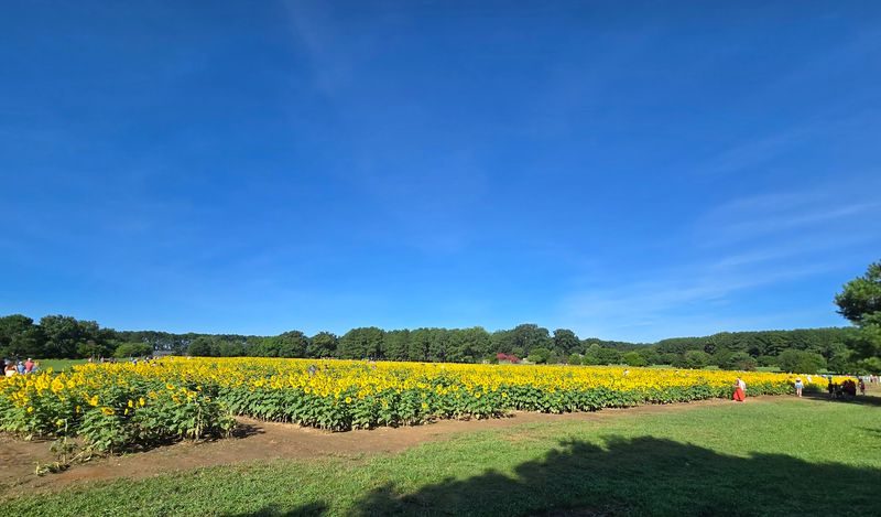 Drone Rules Keep Skies Clear