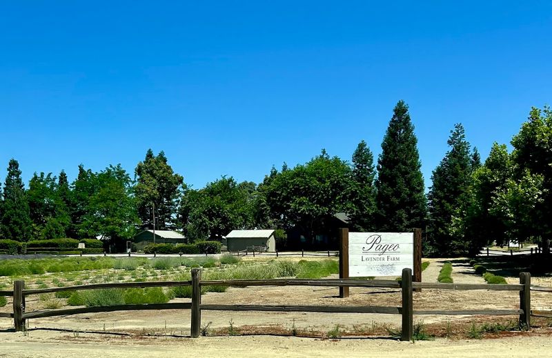 This California Lavender Farm Feels Like Heaven When It's In Full Bloom - Decor Hint Open Wednesday Through Saturday With Set Hours