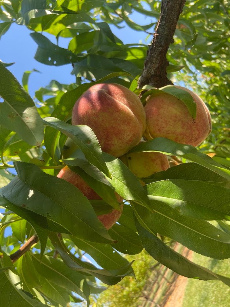 Mid-June Through Mid-August Season