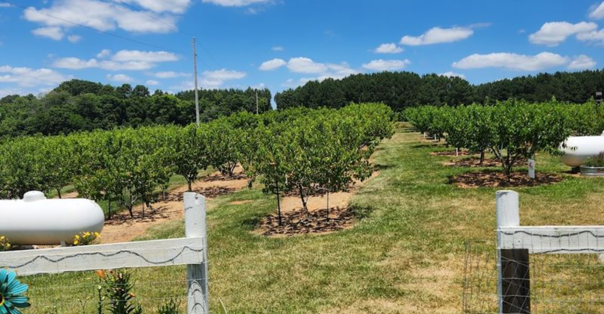 Pick Your Own North Carolina Peaches Experience Farm Life All Season Long - Decor Hint