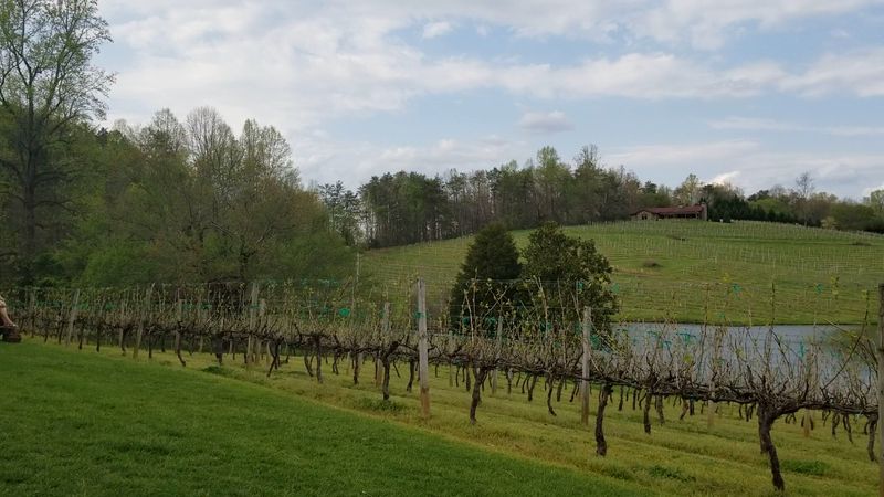This Georgia Vineyard Turns A Simple Glass Of Wine Into A Moment - Decor Hint Supporting Local Agriculture And Community