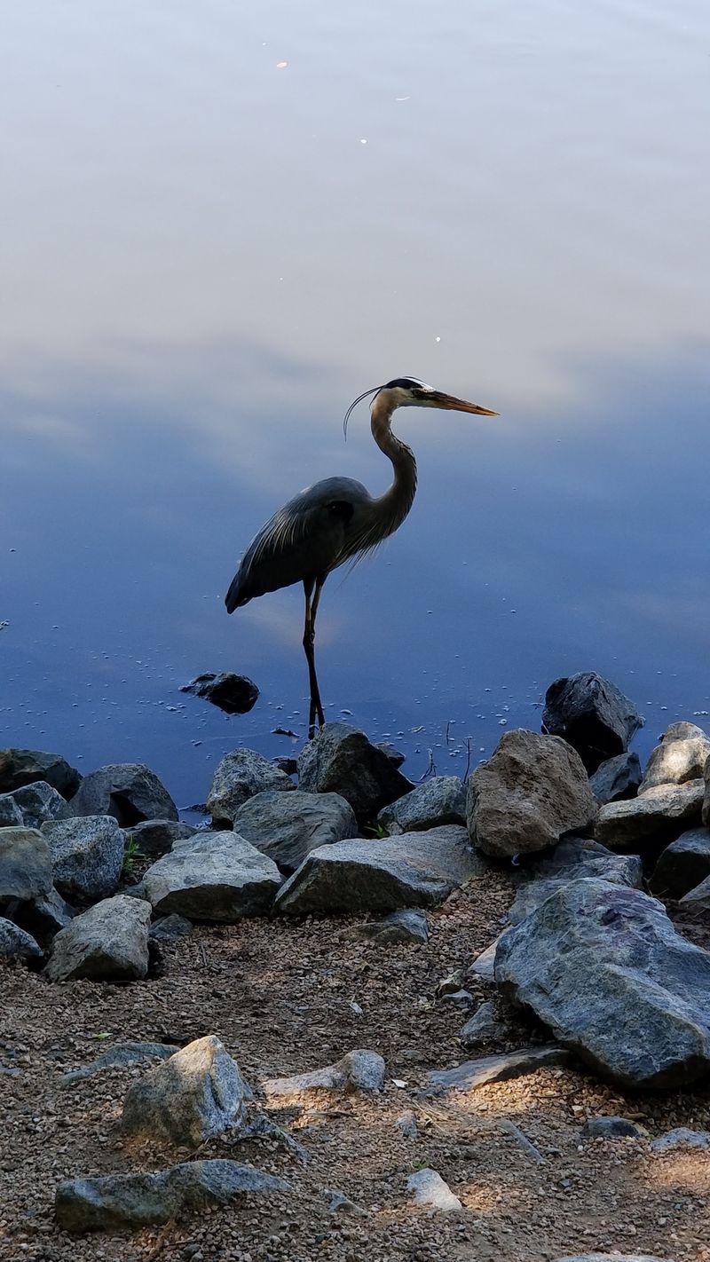 Wildlife That Shares The Space