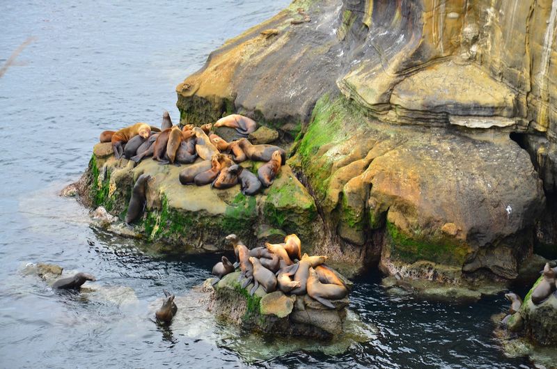 Sea Caves La Jolla, California