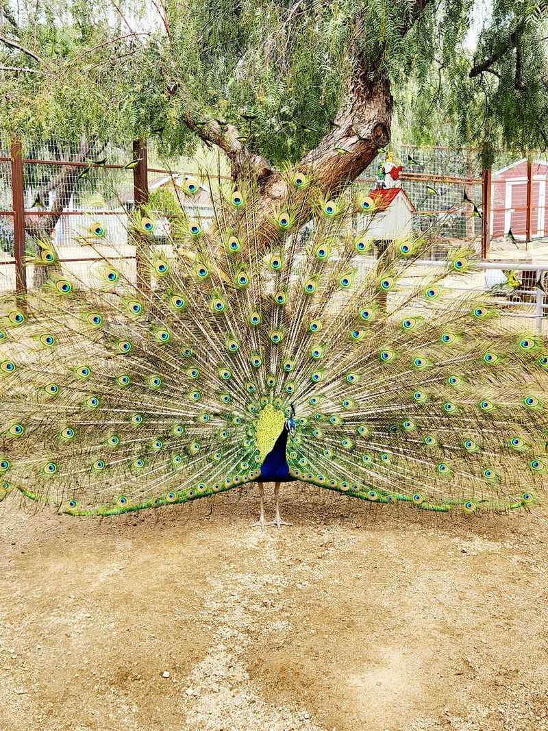 Animal Sponsorship Programs Support Individual Residents