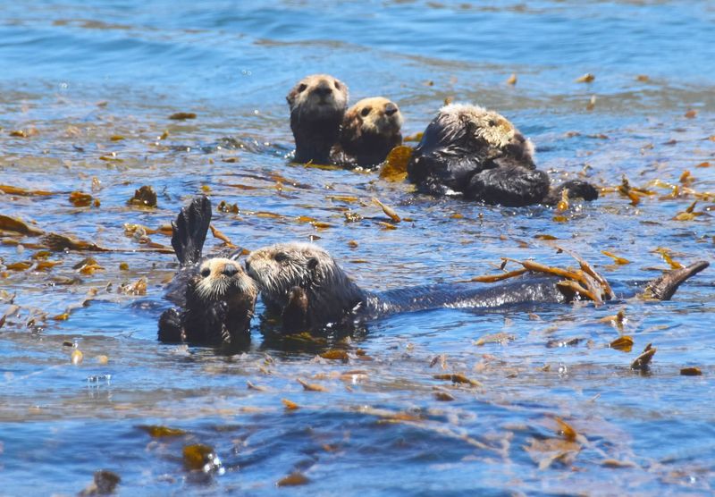 Marine Mammal And Seabird Diversity