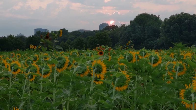 Seeds Left For Wildlife After Bloom