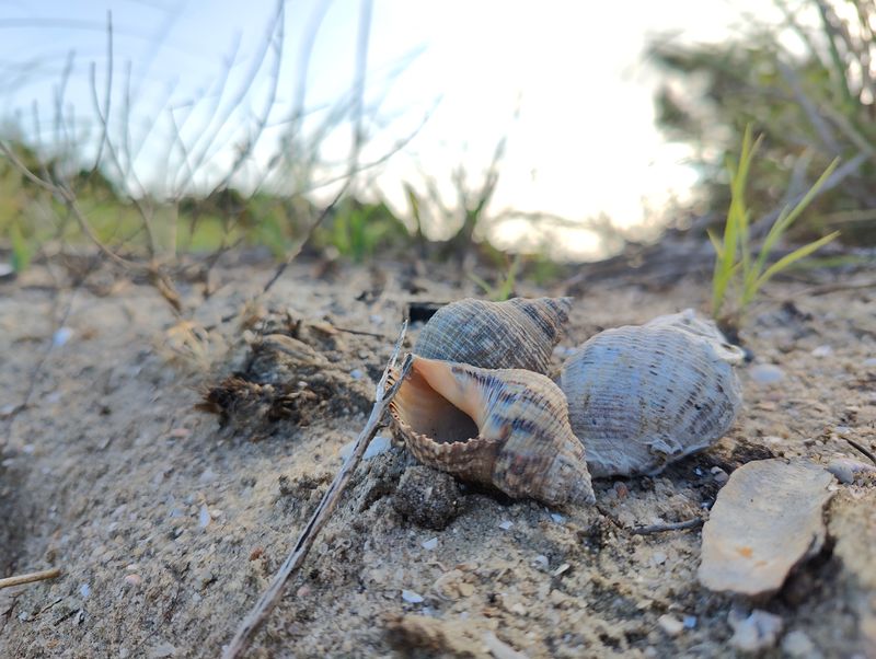 Exceptional Shell Collecting Opportunities