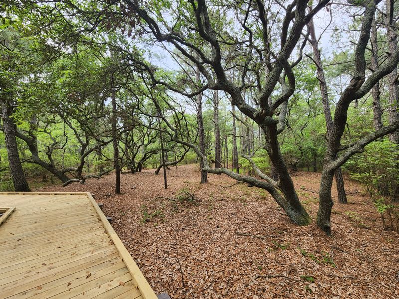 Maritime Forest Hiking Trails