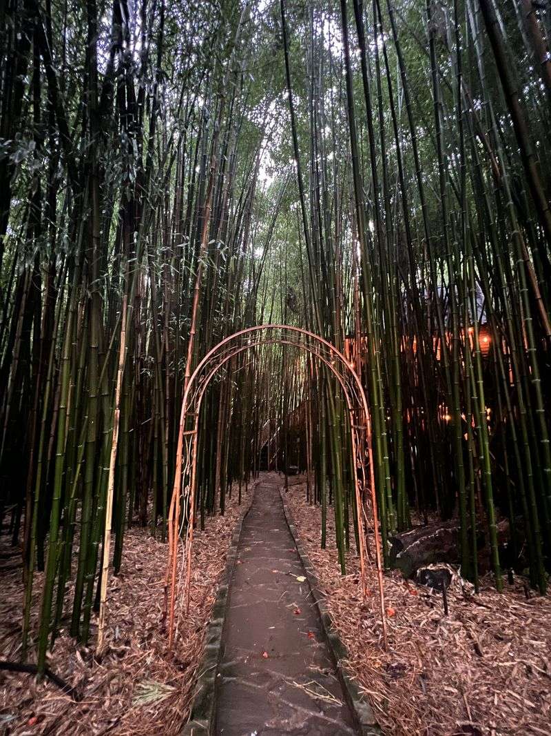 Sustainable Bamboo Forest Environment