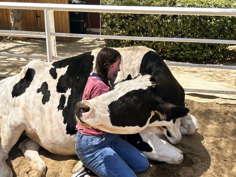 Animal-Assisted Therapy Programs For Children And Adults